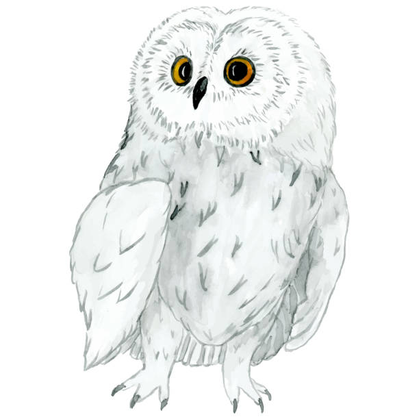 рисованная, акварельная птица, сова-1. - owl snowy owl snow isolated stock illustrations