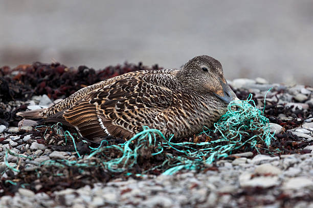 Eider  duck