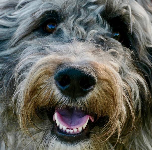 istock Sheepadoodle grey dog  - headshot in full frame looking at camera 1625789616