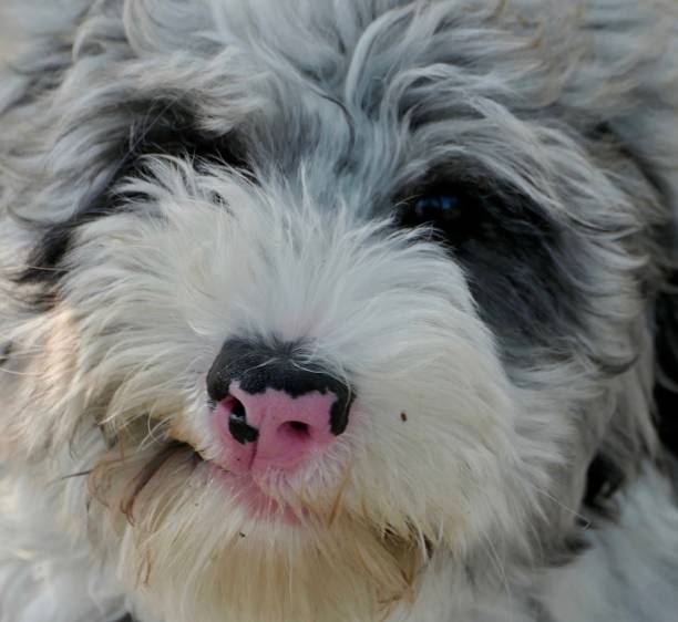 istock Portrait of Sheepadoodle, grey & white fluffy puppy looking at camera in full frame 1625791206