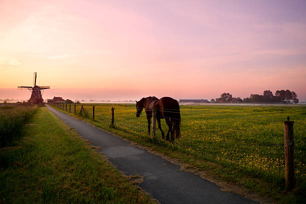 konie na pastwisko i wiatrak na wschód słońca - netherlands windmill farm farmhouse zdjęcia i obrazy z banku zdjęć