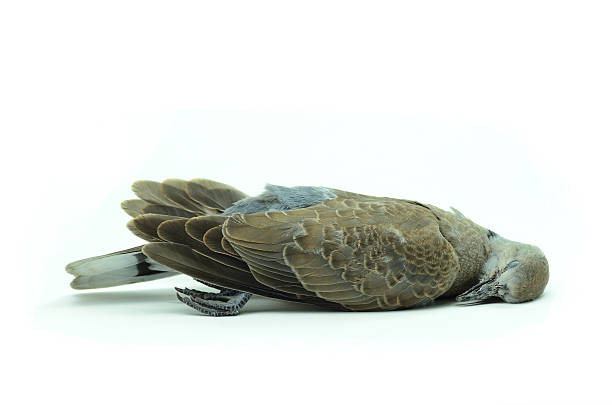 Dead pájaro Aislado en blanco. - foto de stock