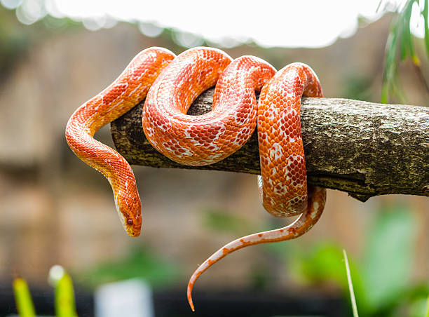serpent des blés sur une succursale - serpent photos et images de collection