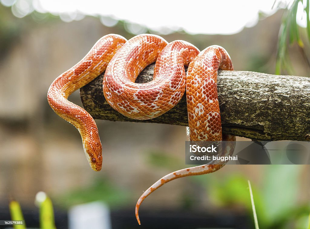 Corn snake on a branch Snake Stock Photo