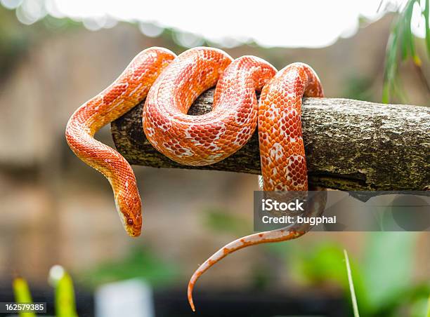 Corn Snake On A Branch Stock Photo - Download Image Now - Snake, Corn Snake, Pets