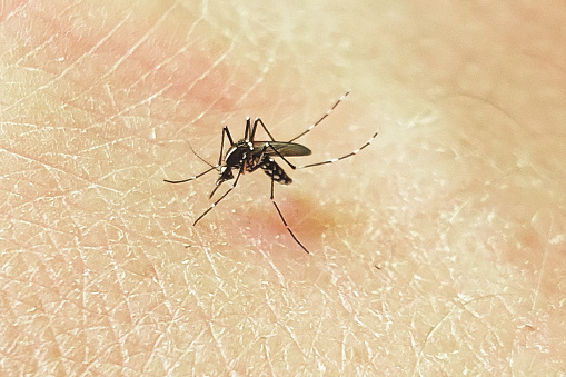 Mosquito on human skin sucking blood diagonal view background 3d rendering