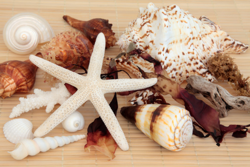 Sea shell and seaweed selection with driftwood over bamboo background.