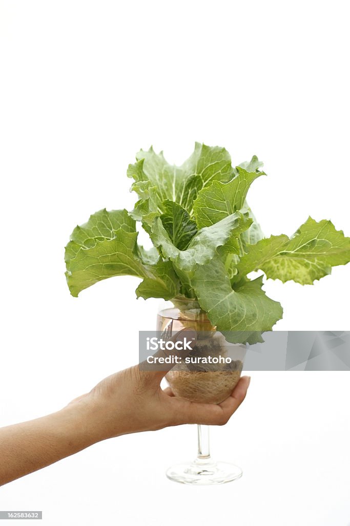 Mano tenendo Idroponica verdure in un vetro. - Foto stock royalty-free di Agricoltura