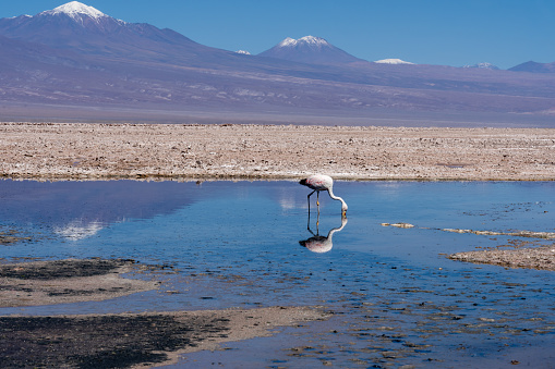 An Andean flamingo (Phoenicoparrus andinus) eating in the Chaxa Lagoon near San Pedro de Atacama, Chile. The Chaxa Lagoon is part of the Los Flamencos National Reserve.