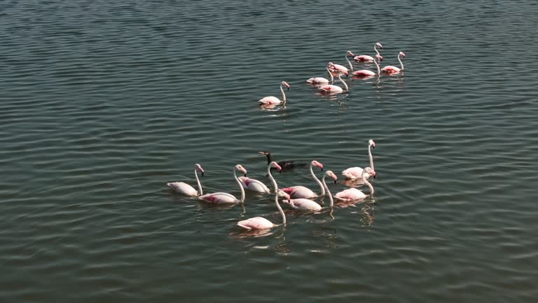 Business concept with a black cormorant and flock of white flamingos swimming in different directions