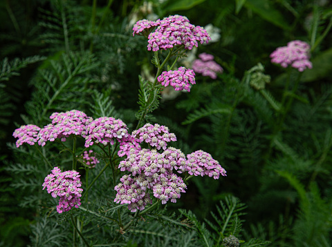 A clump of Achillea Millefolium, aka Common Yarrow, or Milfoil, a stoloniferous perennial plant in the Asteraceae family.
