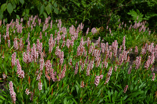 A clump of Persicaria affinis 'Donald Lowndes' aka Fleece Flower, a herbacious perennial in the Polygonaceae family.