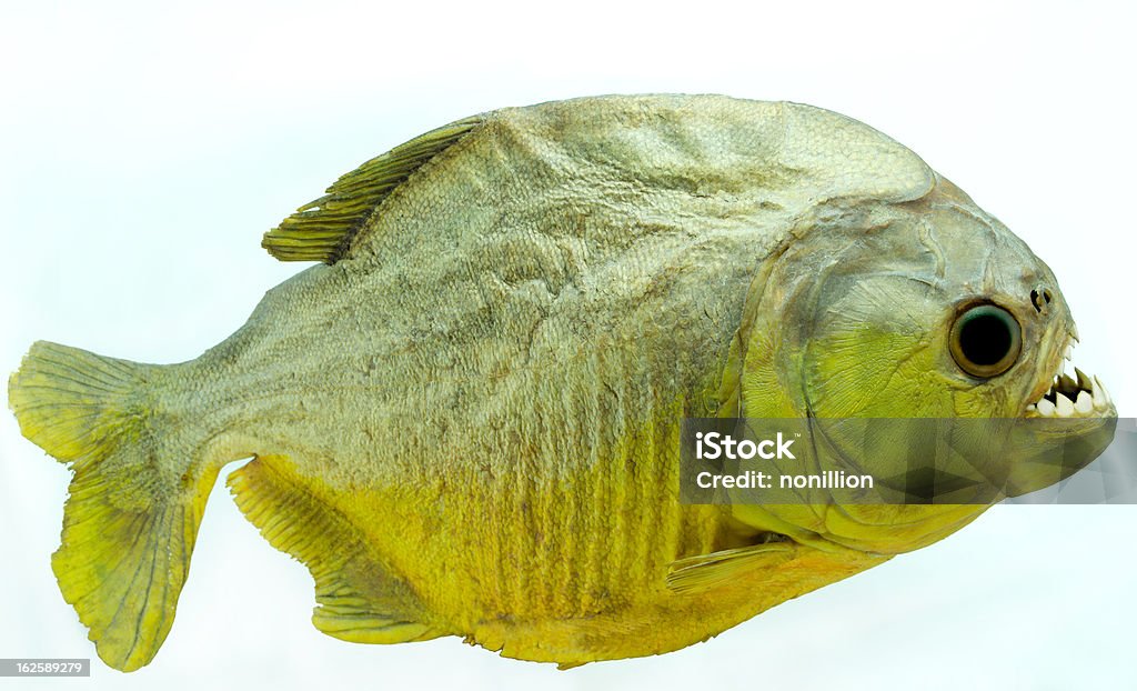 Piranha lato - Foto stock royalty-free di Canino - Denti di animale