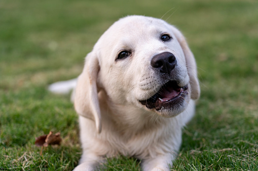 Side view closeup portrait of white labrador puppy sitting on sofa indoors against purple wall, copy space