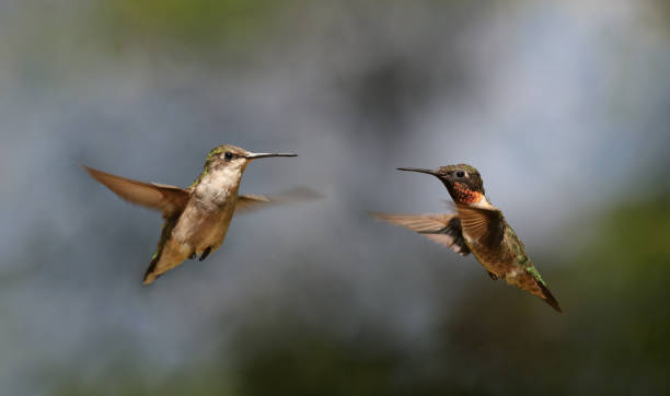 istock little birds in nature 1625903196