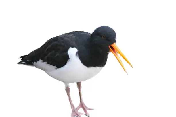 An oystercatcher (Haematopus ostralegus) sits in the sand