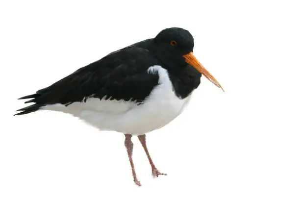 An oystercatcher (Haematopus ostralegus) sits in the sand