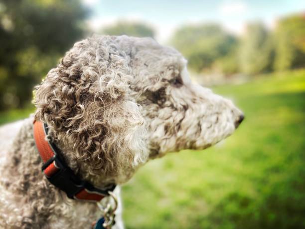 istock Dog in the Park 1625923167