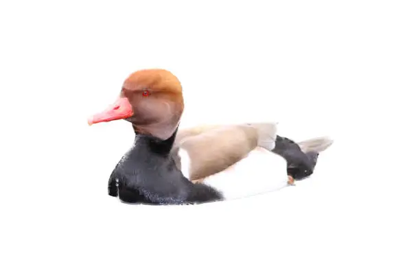 A male Red-crested Pochard (Netta rufina) in water