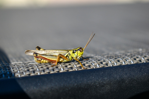 Ottawa, Canada/ Grasshopper perched on lounger