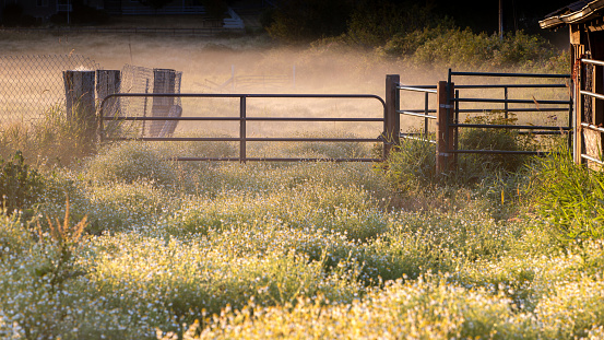 Chamomile lines the field in front of fence gate on a foggy summer morning outside of Everett Washington USA