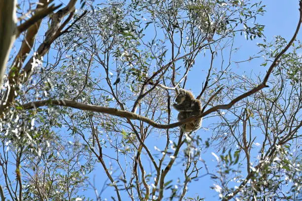 Photo of Female victorian koala with joey riding her back, eucalyptus tree. Tower Hill extinct volcano-Victoria-Australia-858+