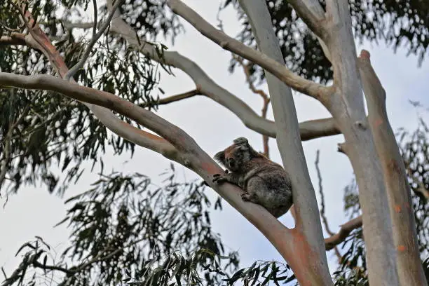 Photo of Victorian koala sitting on a eucalyptus tree branch while looking down, Tower Hill volcano area. Victoria-Australia-855