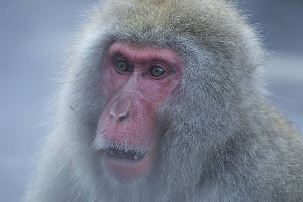 Close Up Of Snow Monkey stock photo