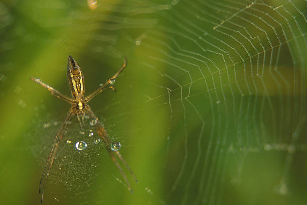 Spider On Dewey Web stock photo