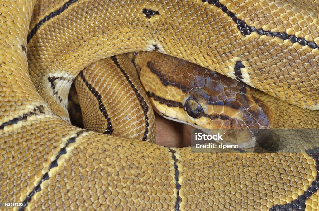 Verschlungenes Royal Python - Lizenzfrei Königspython Stock-Foto