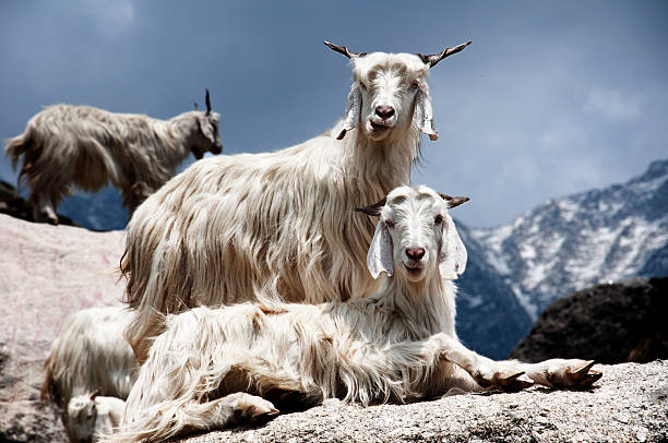 Goats on the Rocks Goats in Himalayas pashmina stock pictures, royalty-free photos & images