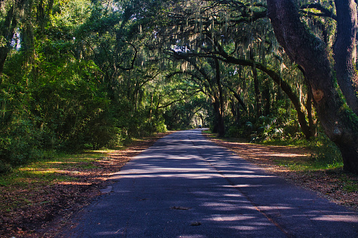 scenic road in the woods, trees covering paved path in tranquil setting. Spanish moss hanging from trees
