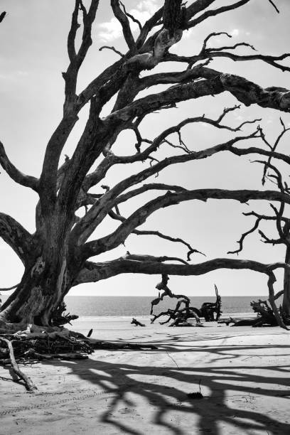 istock Large deadwood tree on beach at Jekyll Island, GA creating artistic shadows on beach sand with ocean in background 1625984149