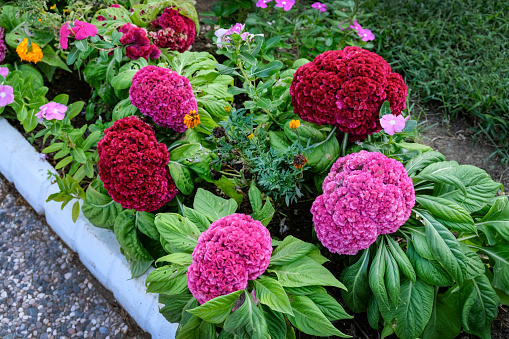 Velvet flowers in the flowerbed in summer. Celosia comb burgundy and pink in landscape design. Celosia is a herb from the Amaranth family