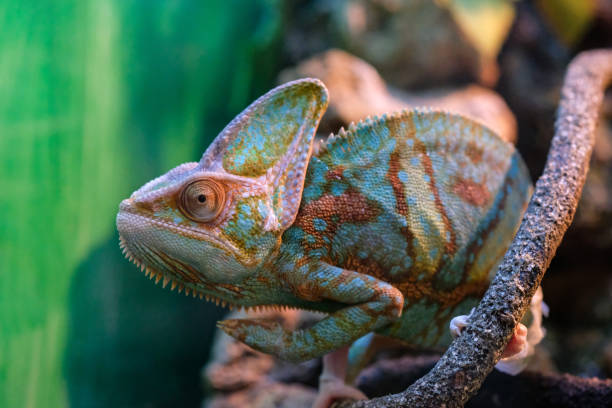 istock green lizard Yemeni Chamaeleonidae 1625992623