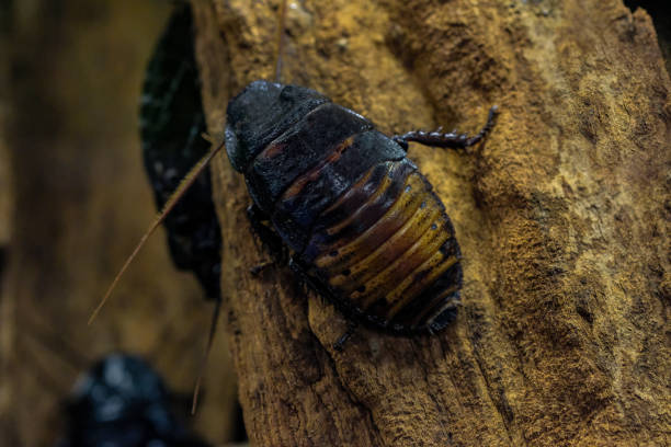 blatte de madagascar sifflement - cockroach hissing ugliness insect photos et images de collection