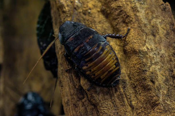 마다가스카 쉬익 소리를 내다 바퀴벌레 - cockroach hissing ugliness insect 뉴스 사진 이미지