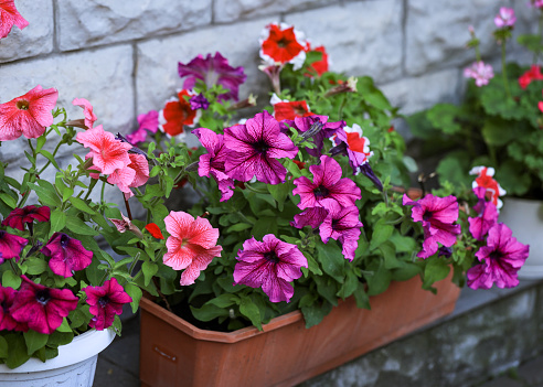Pink petunia flowers. Flowerbed with blooming petunias after a rain close-up. dark pink pikoti petunias with a white border around the edge of the petals. big bush petunias in the pot