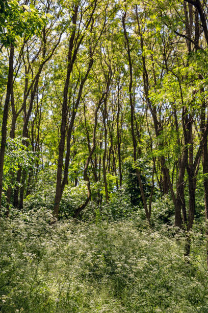 istock Bakota reservoir forest on Dnister river, Ukraine. 1626029686
