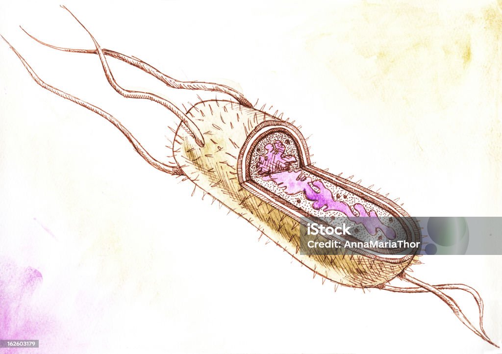 Bacteria - Salmonella Anatomy and morphology of salmonella painted by Anna Maria Thor with watercolor and stylus Salmonella Typhimurium stock illustration