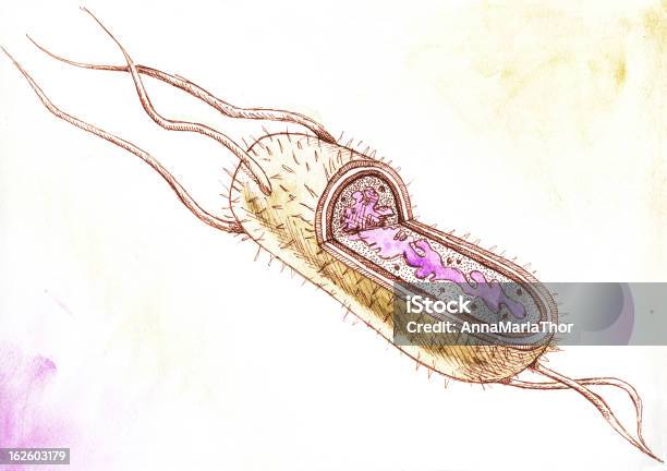 Bacteria Salmonella Stock Illustration - Download Image Now - Salmonella Typhimurium, Anatomy, Bacterium