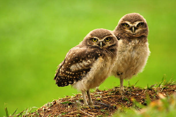 Babies Burrowing Owls Popular name: Owl-buraqueira  burrowing owl stock pictures, royalty-free photos & images