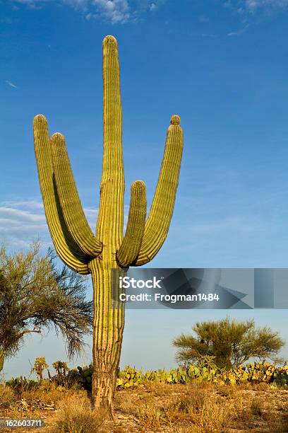 Cato Saguaros - Fotografias de stock e mais imagens de Ao Ar Livre - Ao Ar Livre, Arizona, Cato