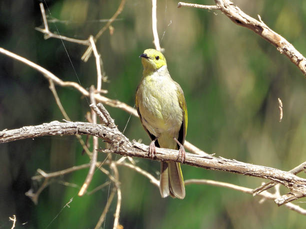 istock Barmah National Park, Victoria, Australia 1626076622