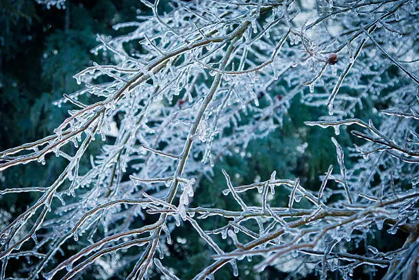 Tree branches coated in ice from ice storm