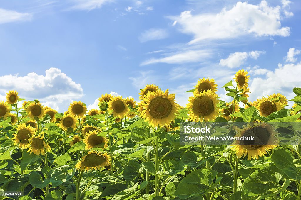 Campo di girasole - Foto stock royalty-free di Agricoltura