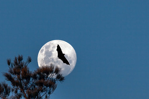 Closeup view of the silhouette of a bat flying across full moon with tree in the foreground, on Halloween spirit. Scary Halloween illustration in color.