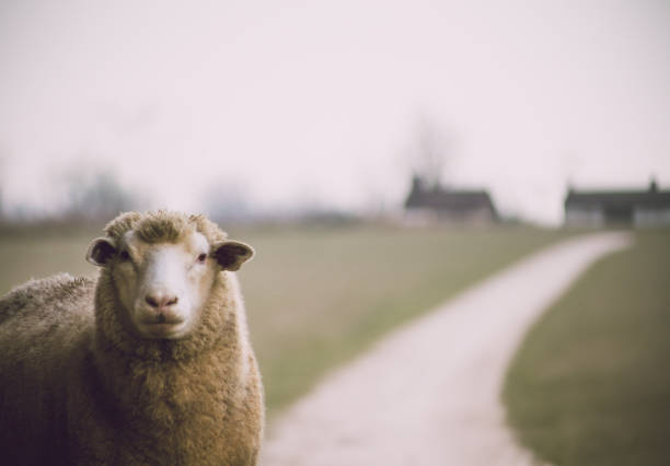 Crossing a flock of sheep on the grassland