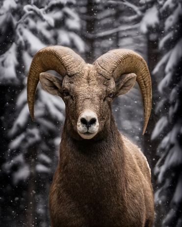 A mountain goat looking at the camera in a snowy forest