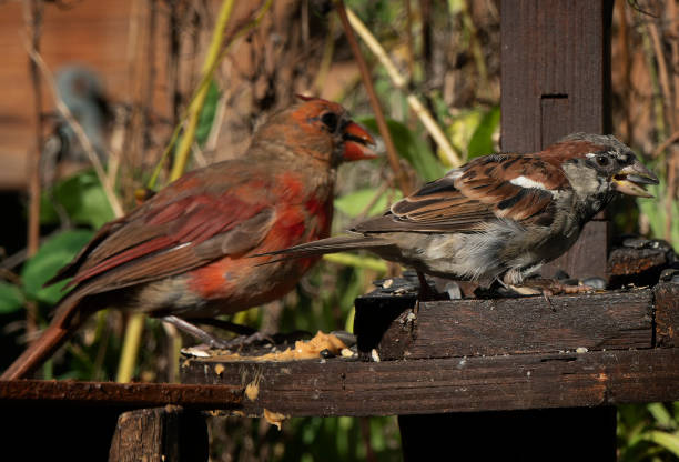 istock A Northern Cardinal and a Sparrow on the backyard deck 1626145971